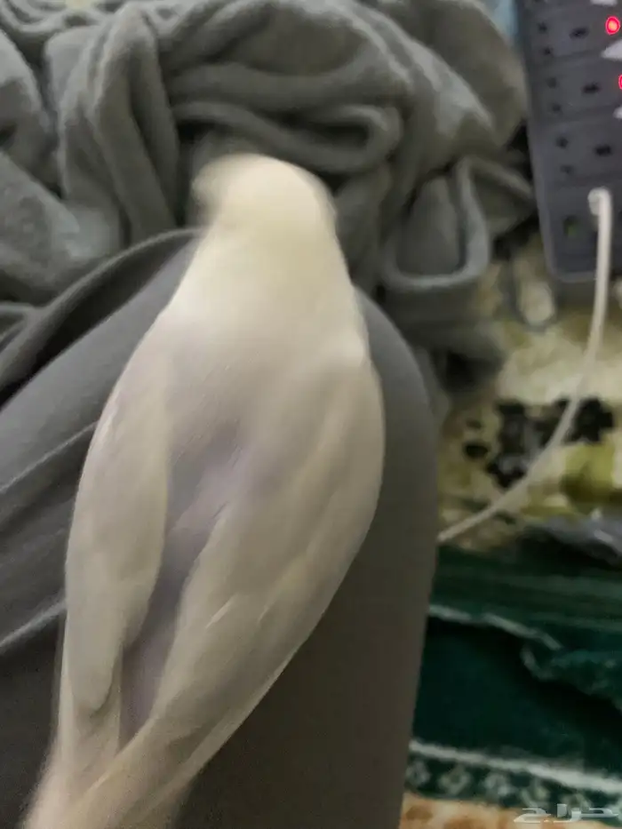 روز هدد نشبه ما شاء الله التواصل واتس فقط 1