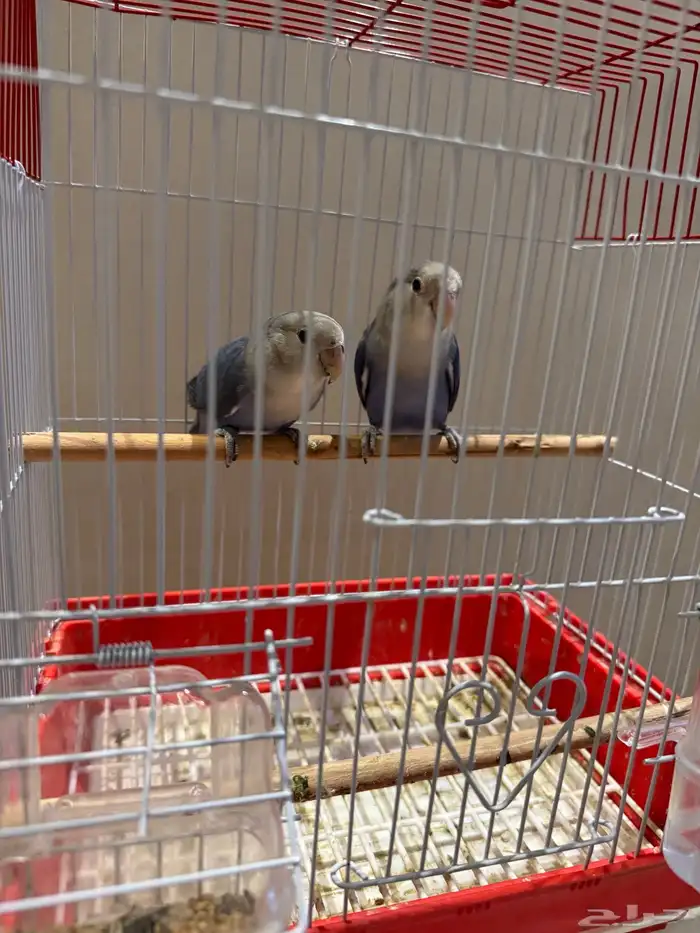 طيور روز مغرده 0