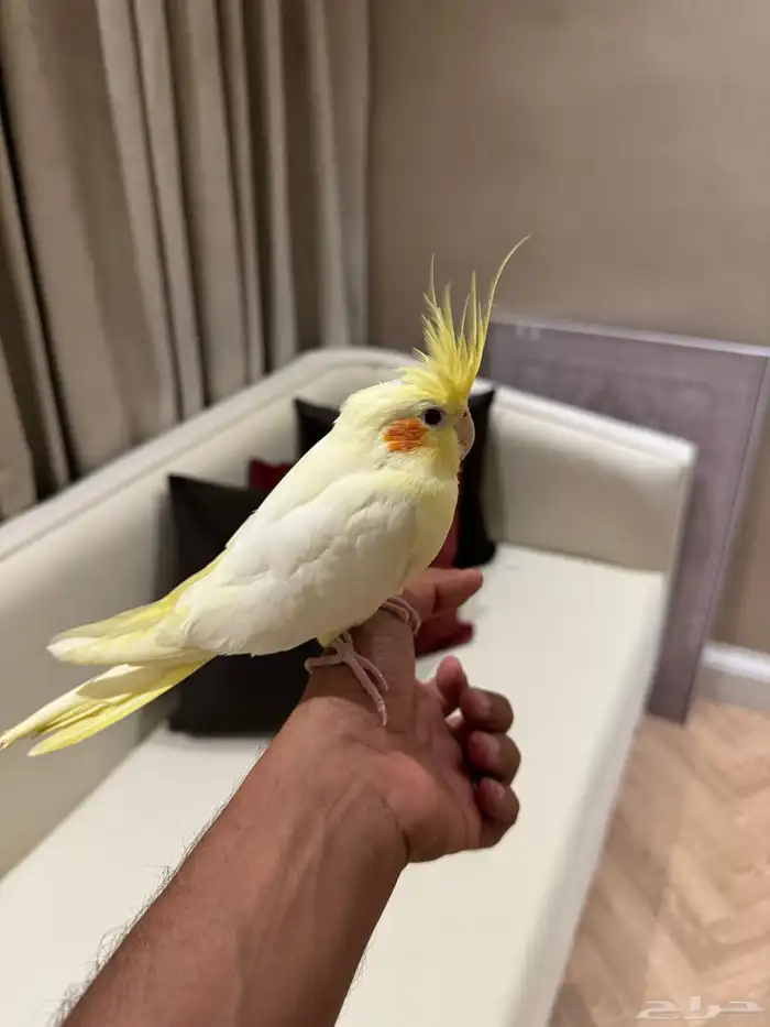 ببغاء كرون أليف 0