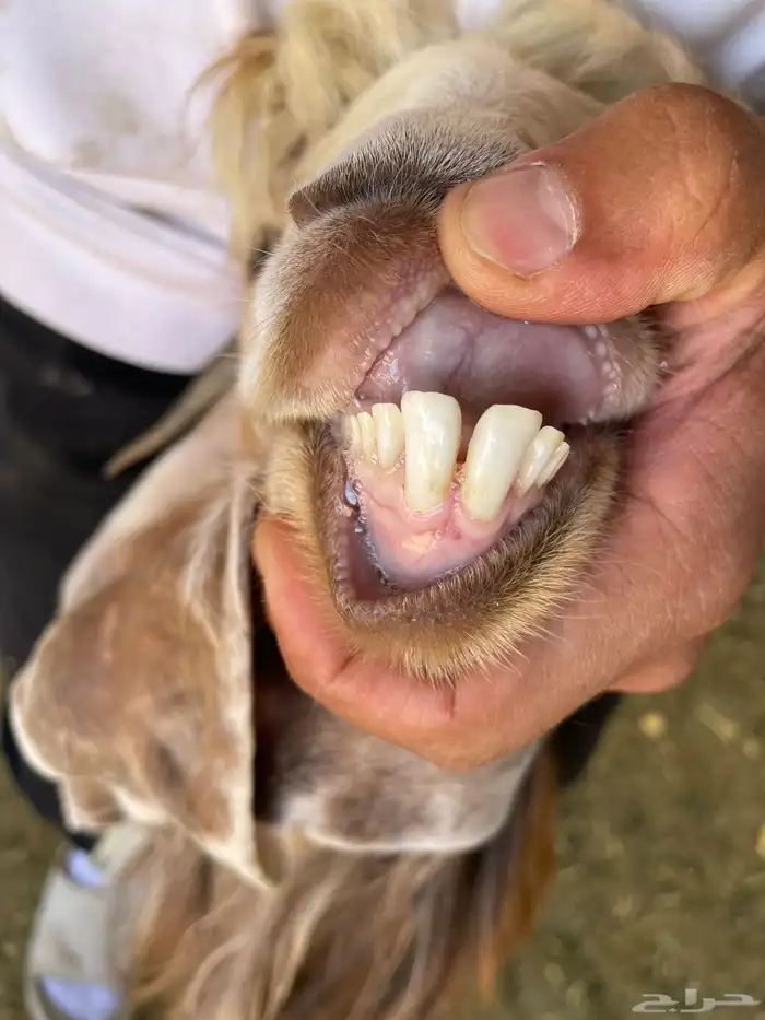 جفره ذبيحه طيبه 0