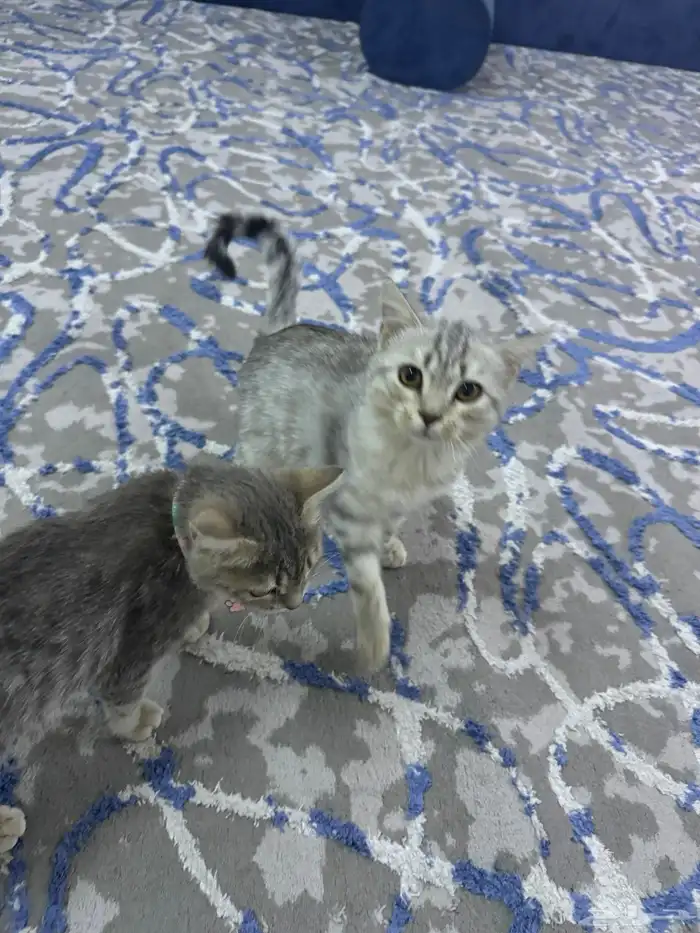 قطط للتبني 0