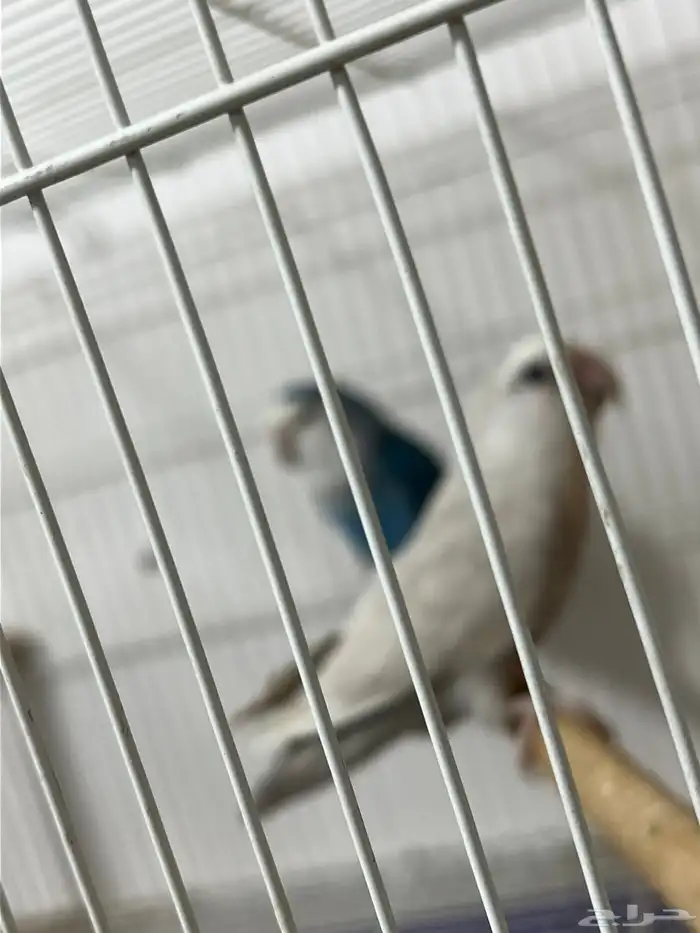 جوزين روز منتجين وذكر كناري وحوض سمك واقفاص للبيع 6