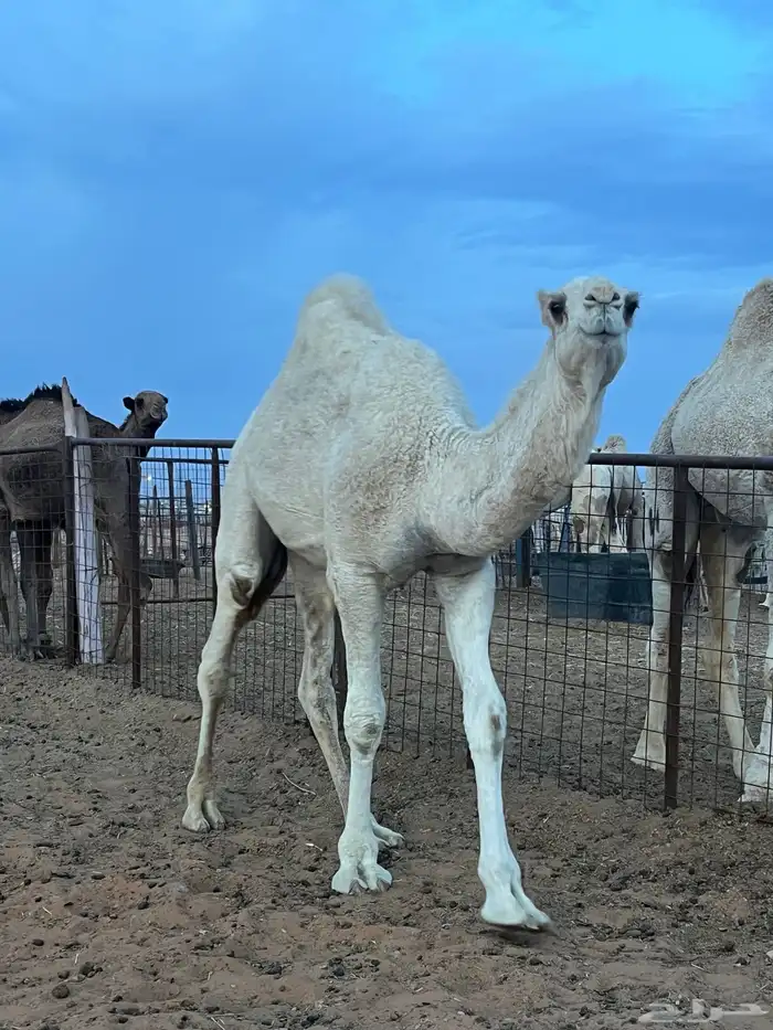 قعود طيب سمين 0