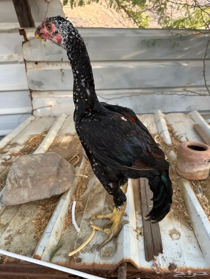 فروخ سندي (باكستاني ) فوليا. تم البيع 5