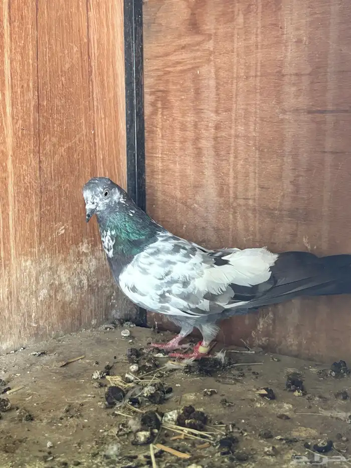 للبيع حمام باكستاني أزواج 4