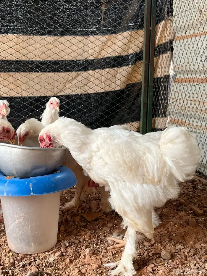 براهما  ألماني أصل خوارج 0