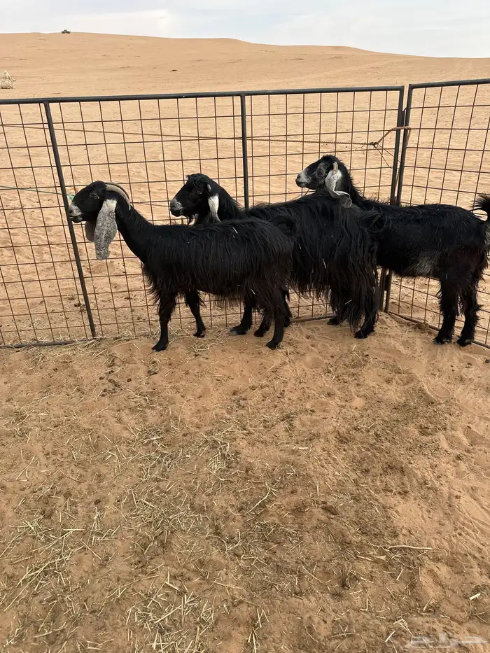 البيع معزه عوارض مراح واحد شرط 4