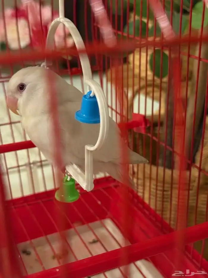 للبيع روز ألبينو (( حبة وحده مو جوز )) 1