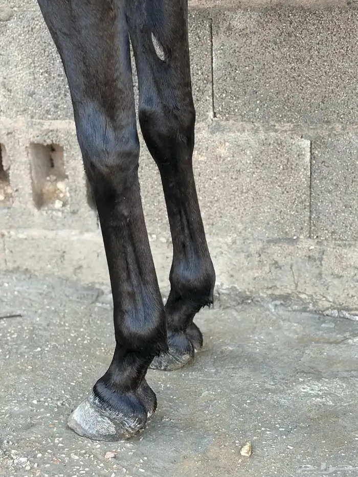 حصان مصري بيور اسود 4