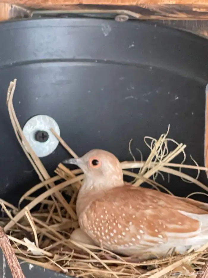 حمام يمام ملكي ماسي 22