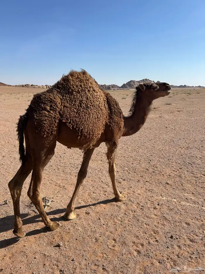 جمل أحمر ادهم مشروط شرط ياهل الزين 6