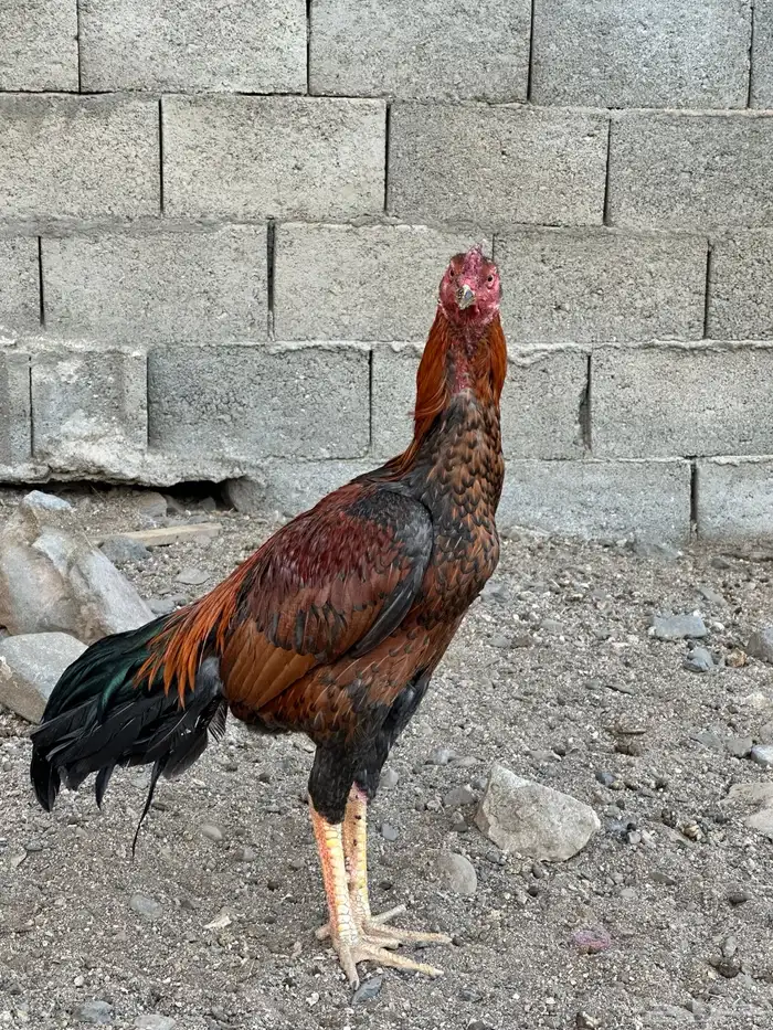 ديك باكستاني سندي 4