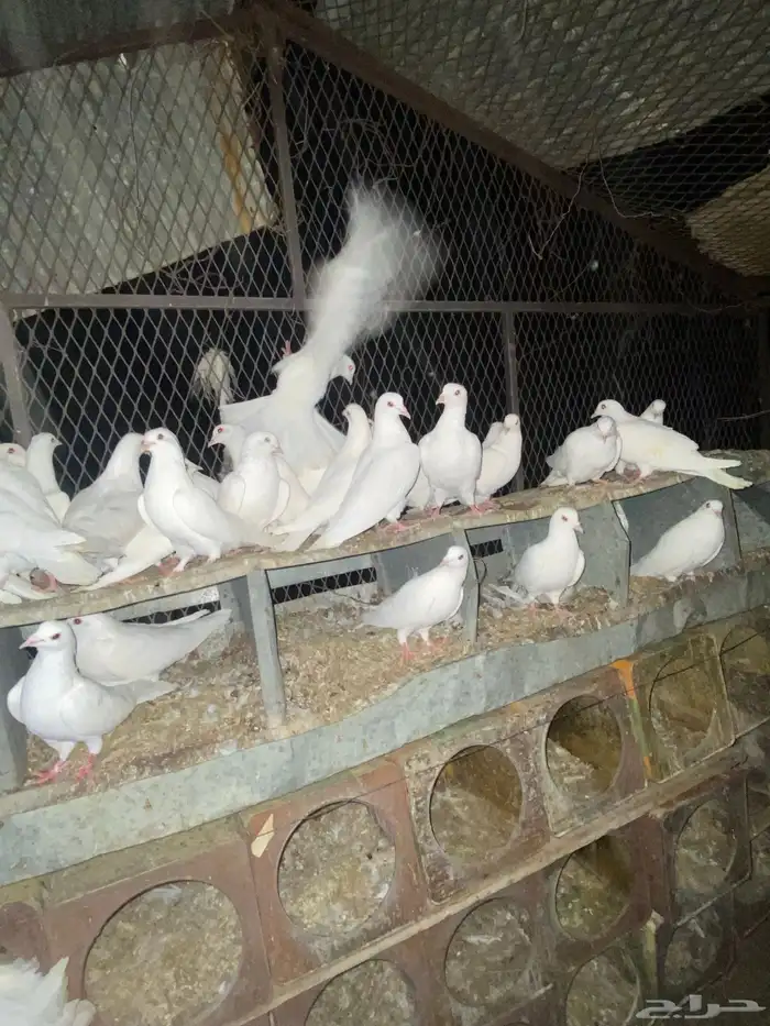 حمام فرنسي منتج شرط 13