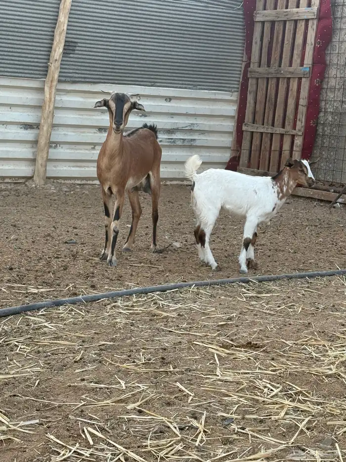 معزاء جنوبيات ولد 0