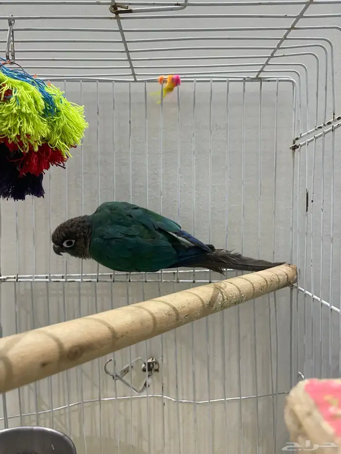 ذكركنيور صنف 3