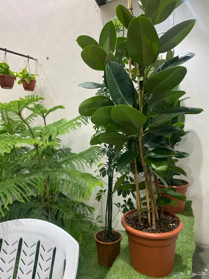 يعلن مشتل فرايد للزراعه 1