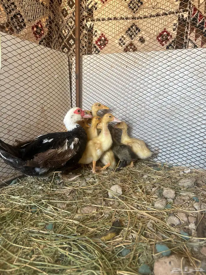 بطة مصريه رقاده مع صيصان حضنتهن 0