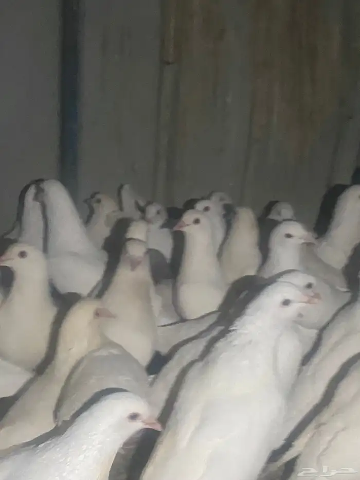 حمام فرنسي منتج كله 2