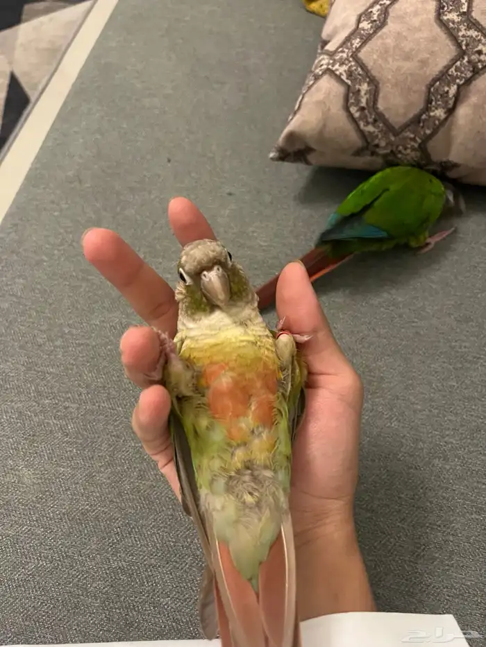 جوز ببغاء كنيور اليف 11