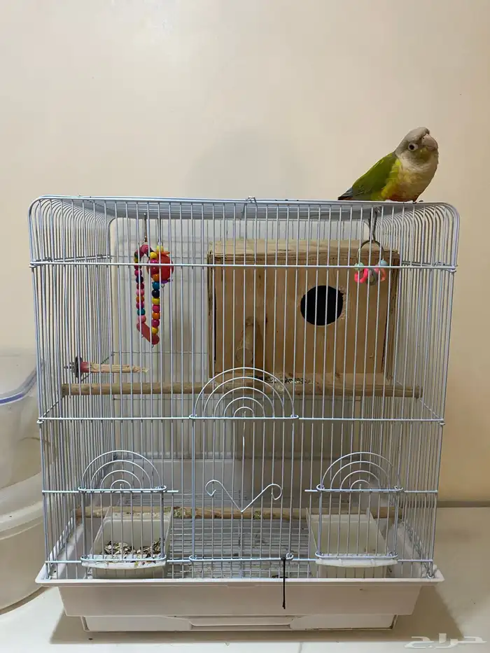 كنيور اليف 11