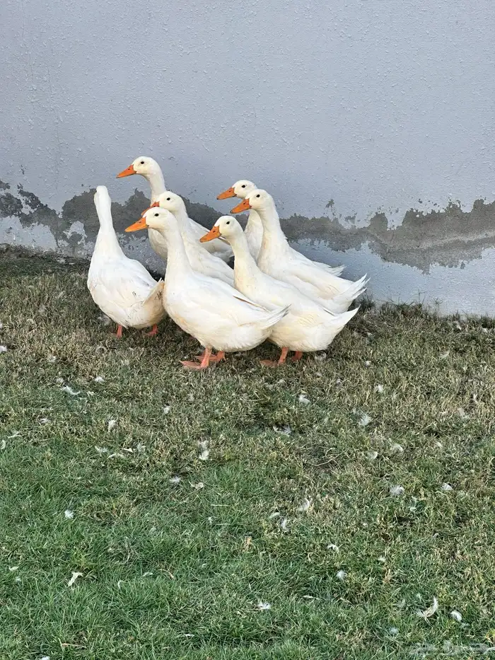 بط بكيني عمر شهرين ونصف 1