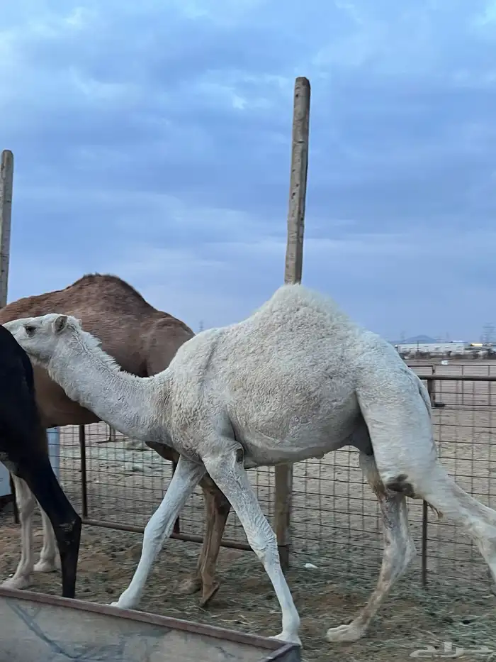 قعود طيب سمين 2