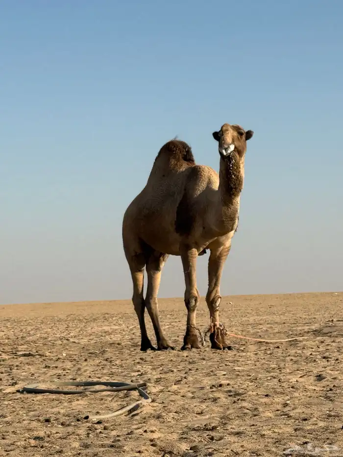 للبيع الفحل ساسه ولد عرنون 1