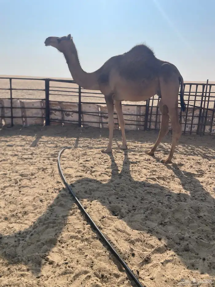 للبيع ثنو مصعد 0