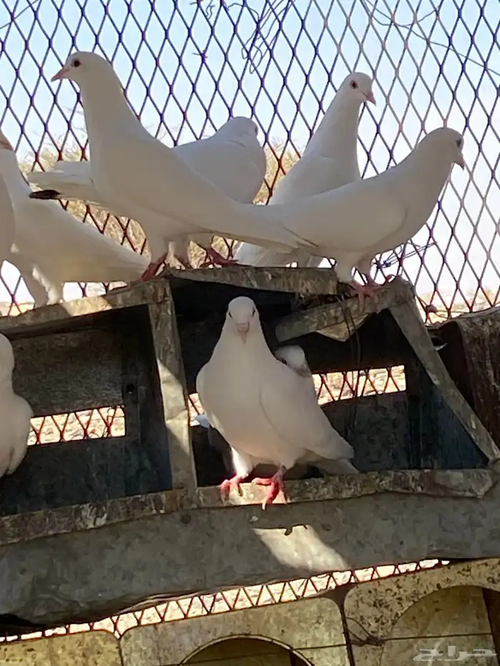 حمام فرنسي منتج شرط 0