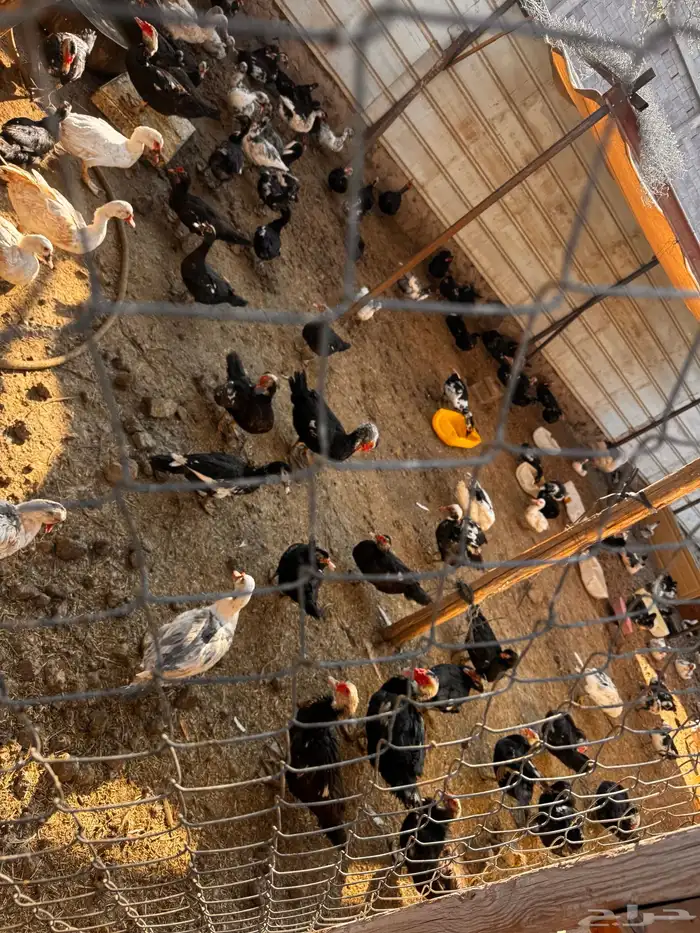 بط مصري بياض 0