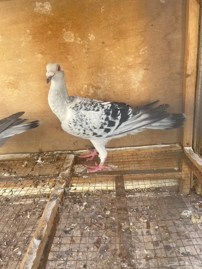 للبيع زوج شفر شرط منتج التصوير ضالم الطيور اخوي الصغير مصور 3