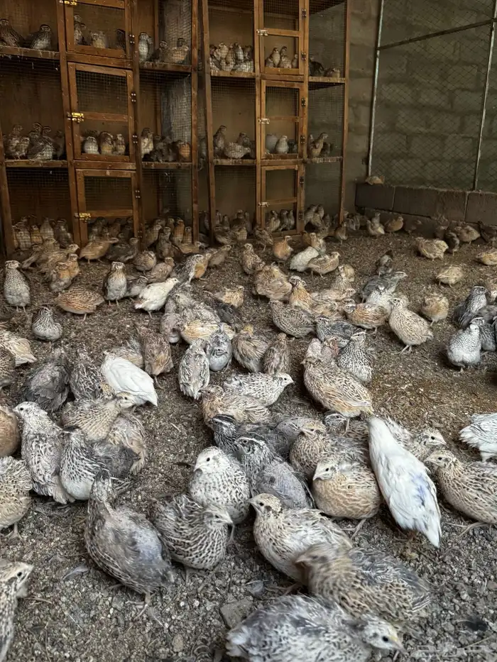 سمان بياض للبيع 1