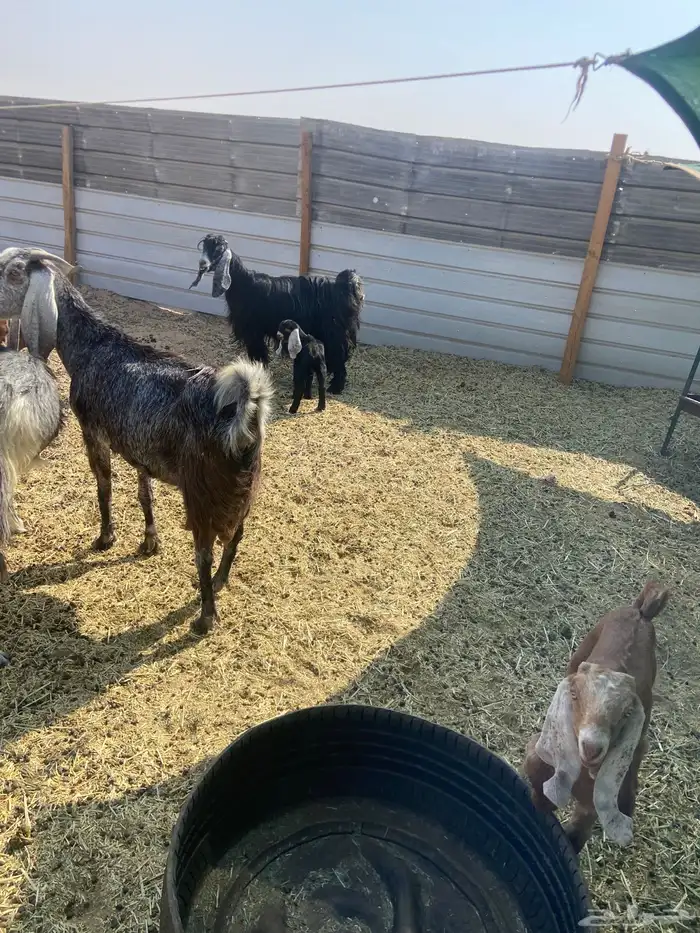 عنزين تحتها تيس وجفره 0