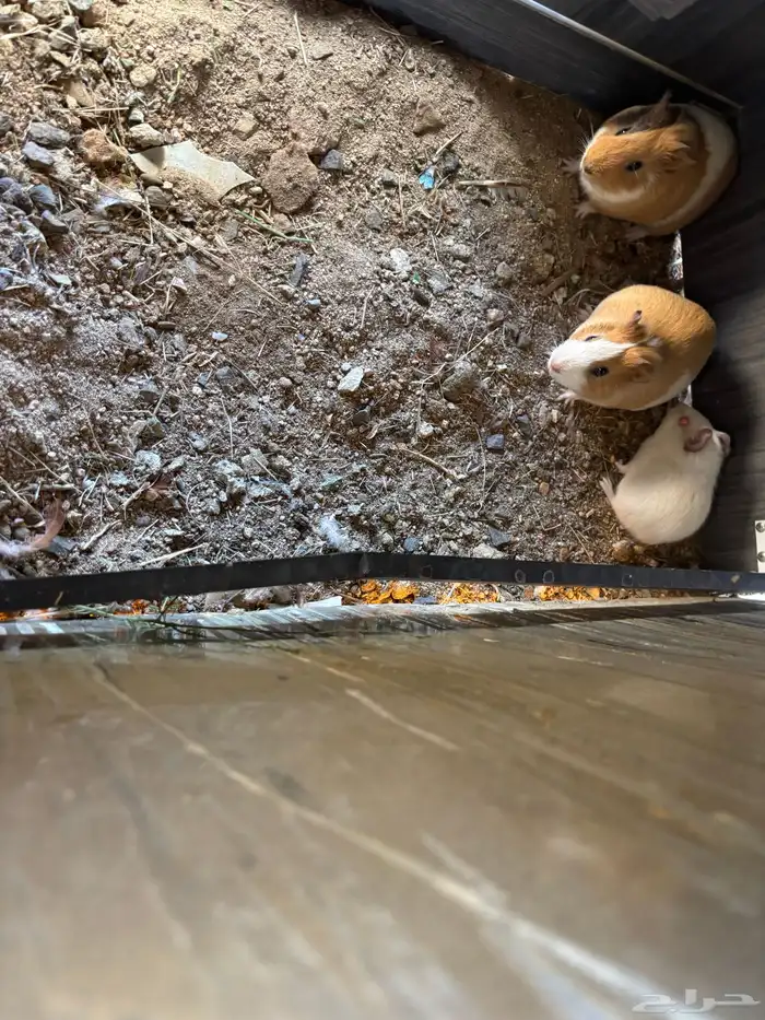 وبران للبيع مع علف 1