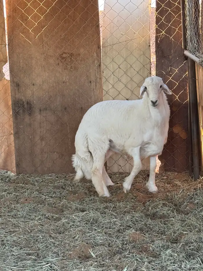 مشاريع فحول 1