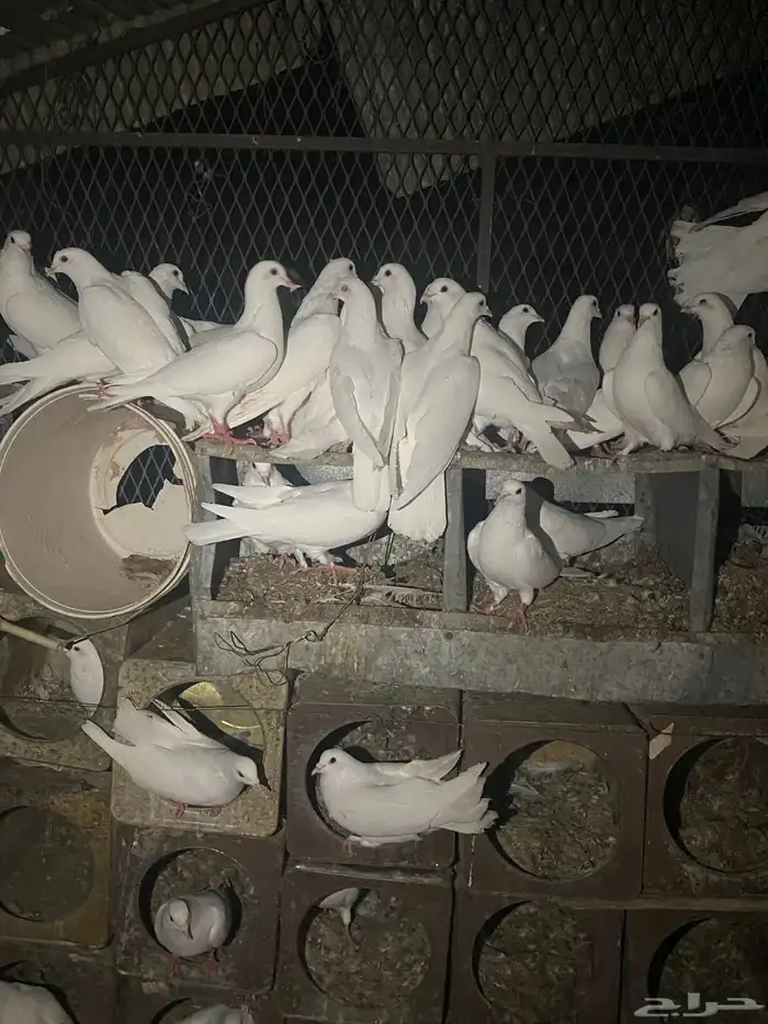 حمام فرنسي منتج شرط 12