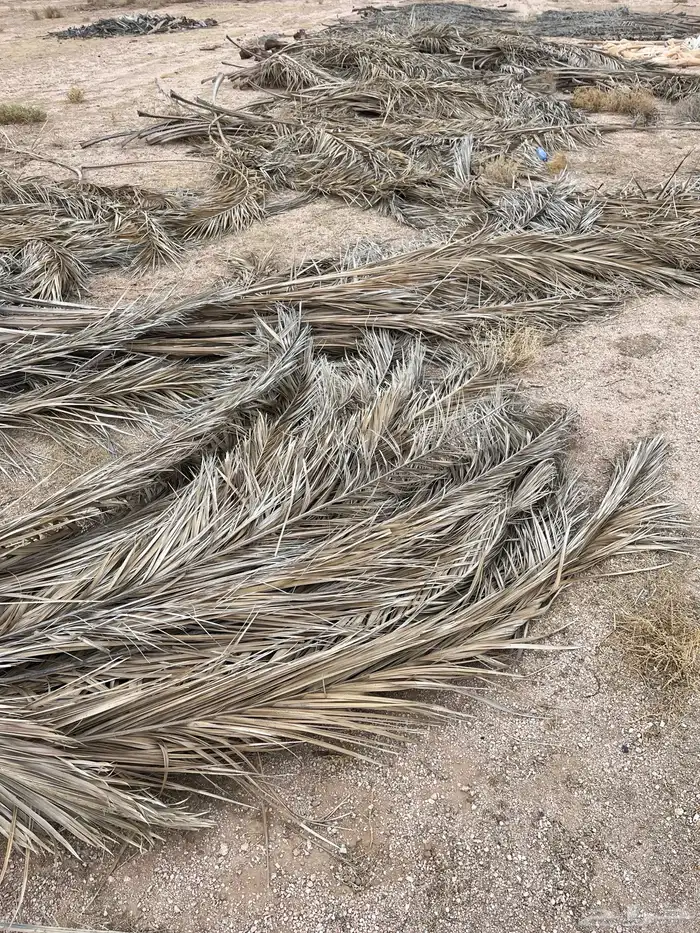 جريد نخل يابس 0