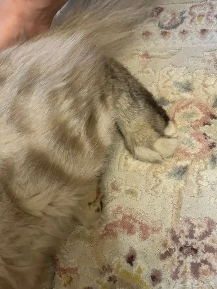 قط مفقود و جد 4