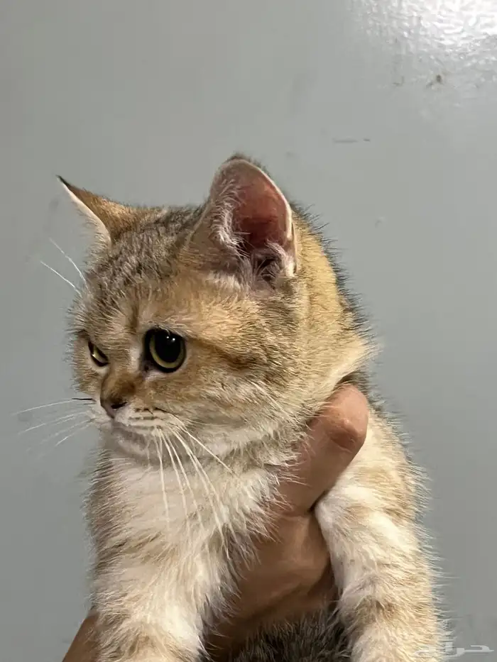 قط سكوتش ستريت للبيع 3