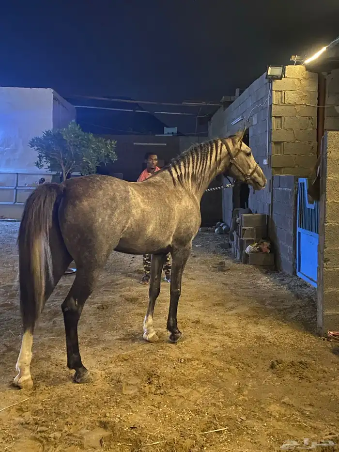 حصان شعبي فاخر 0