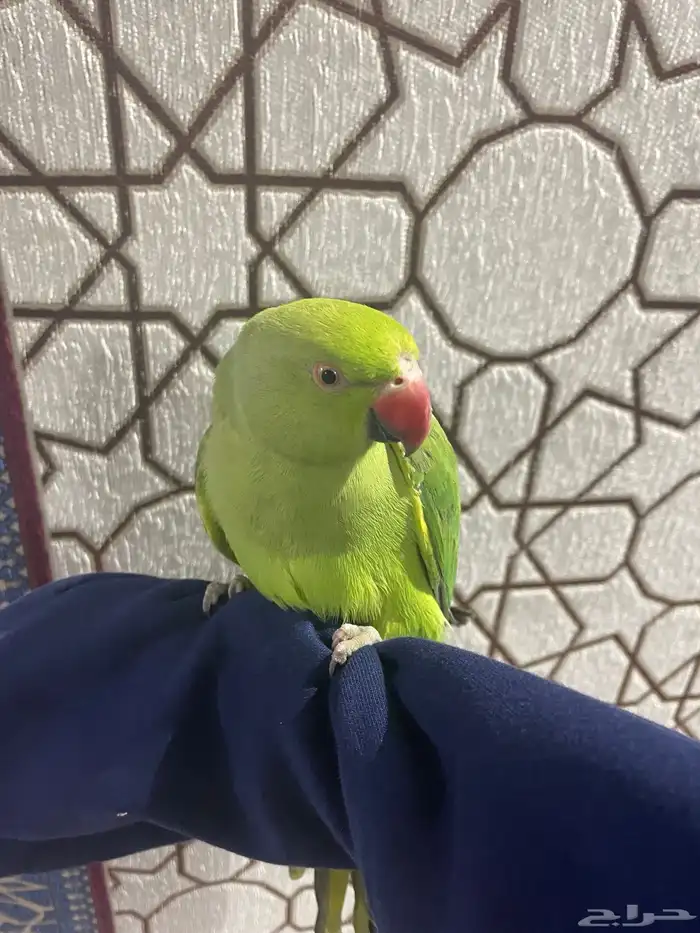 طير دره للبيع أنثى عمر 7 شهور سعر 400 350 تواصل 1