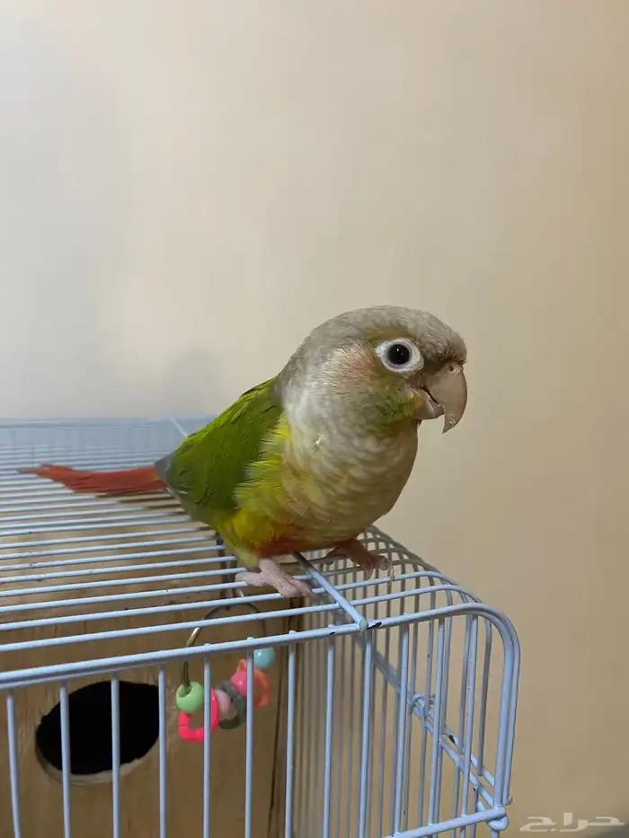 كنيور اليف 14