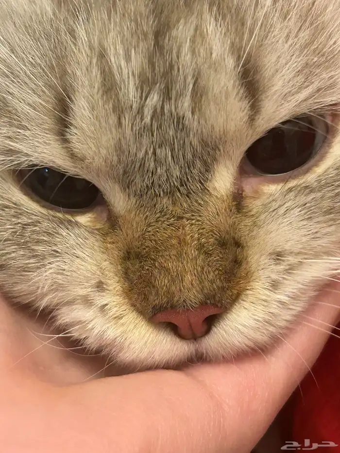 قط مفقود و جد 2