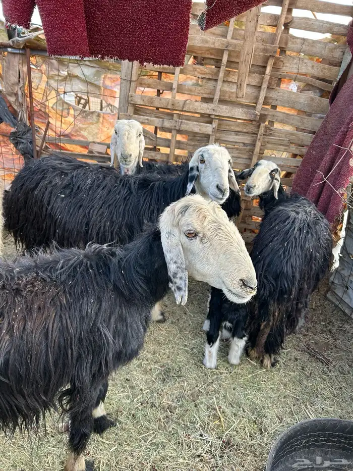 غنم شياه مواليد وحده دافع عدد 4 1