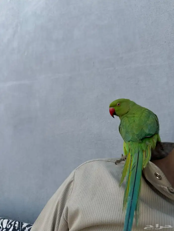 بغبغاء الدره اليف 2