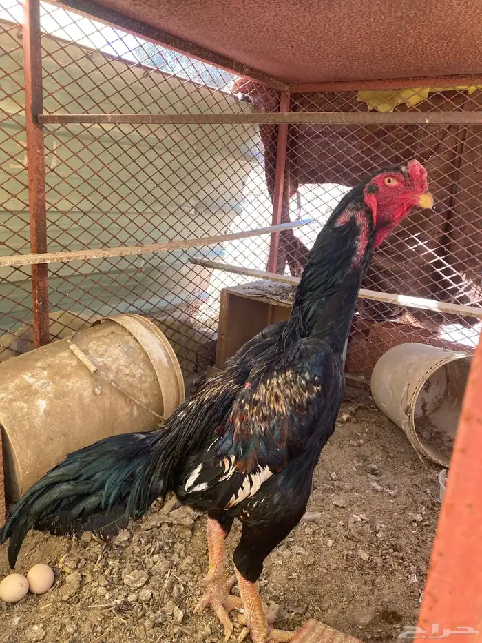 ديك شامو الماني للبيع 0