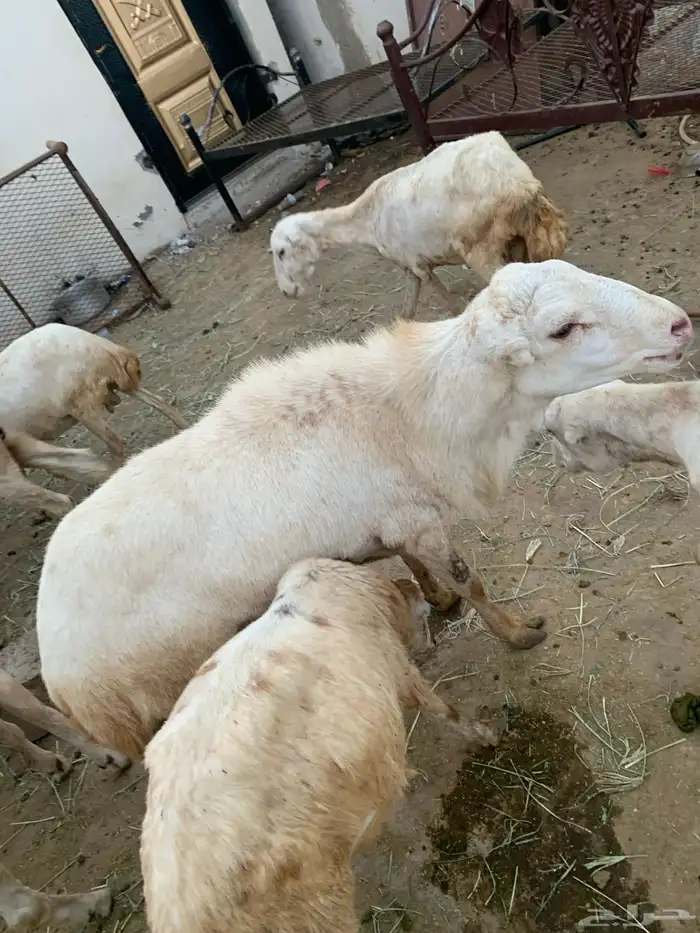 فرير بلدي فحل السن رباع للبيع على السوم 4