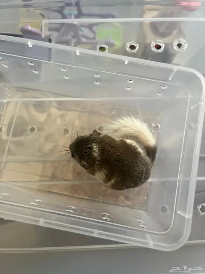 سنجاب قزم او زغبة الحدائق 2