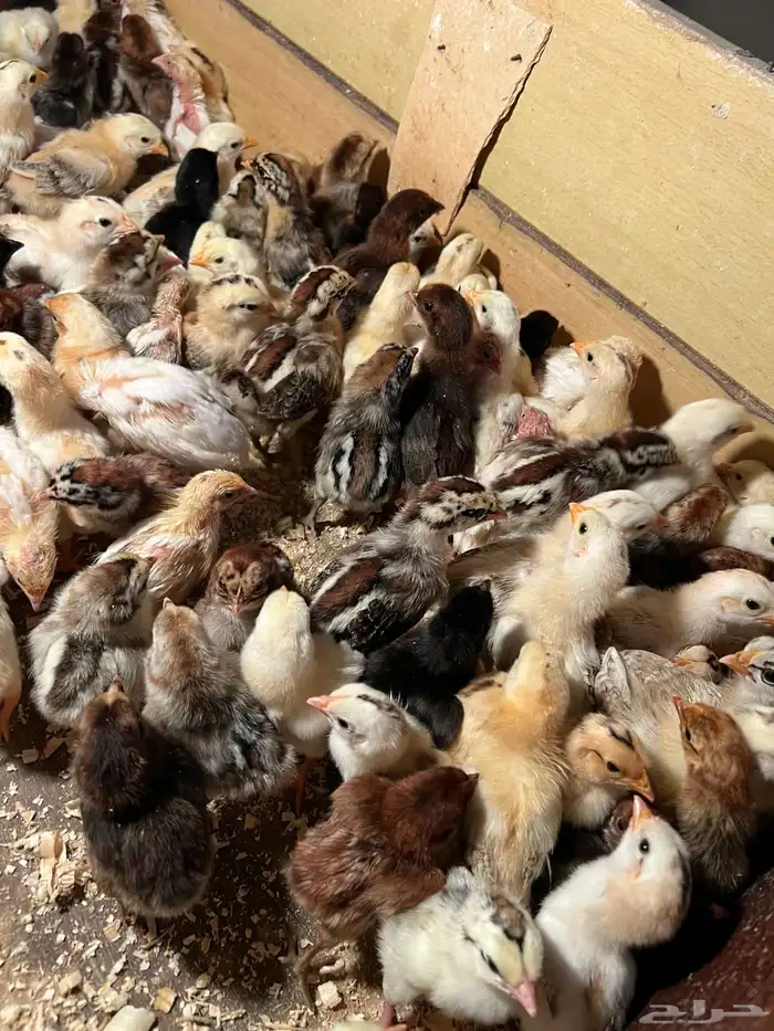 صوص بلدي فواتح ومعه شوي فيومي 2