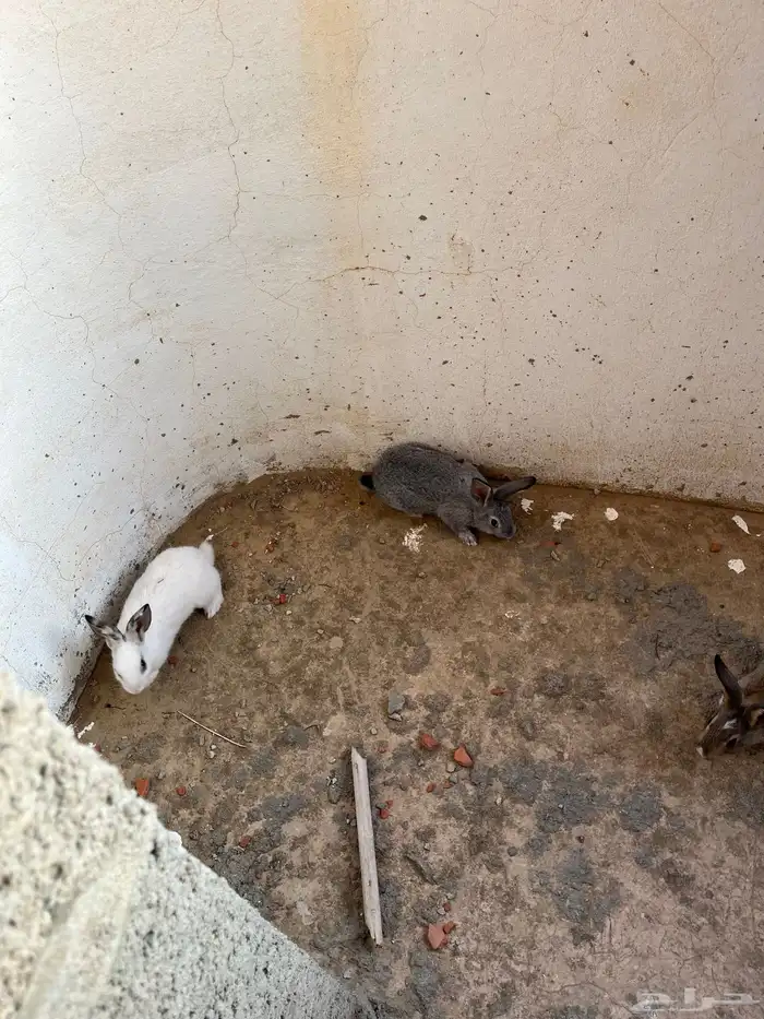 ارانب للبيع 2